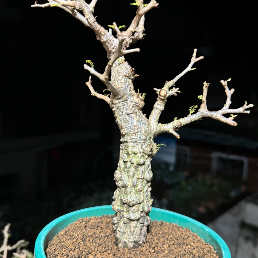 园艺植物一物一拍