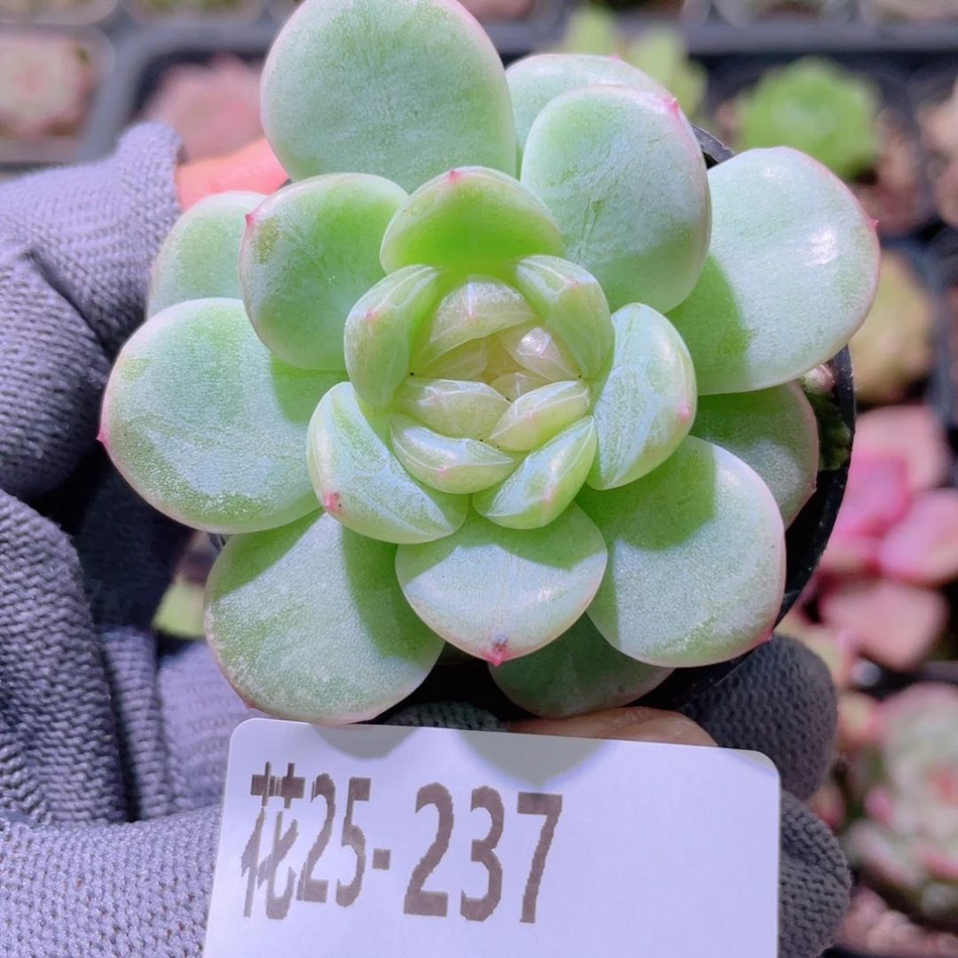 花利美25-237白昼