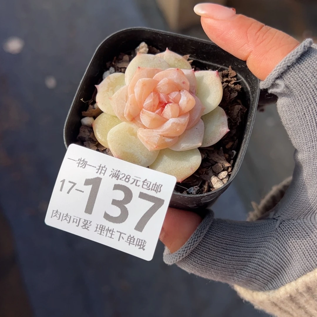 凤仙花多多肉多肉多肉