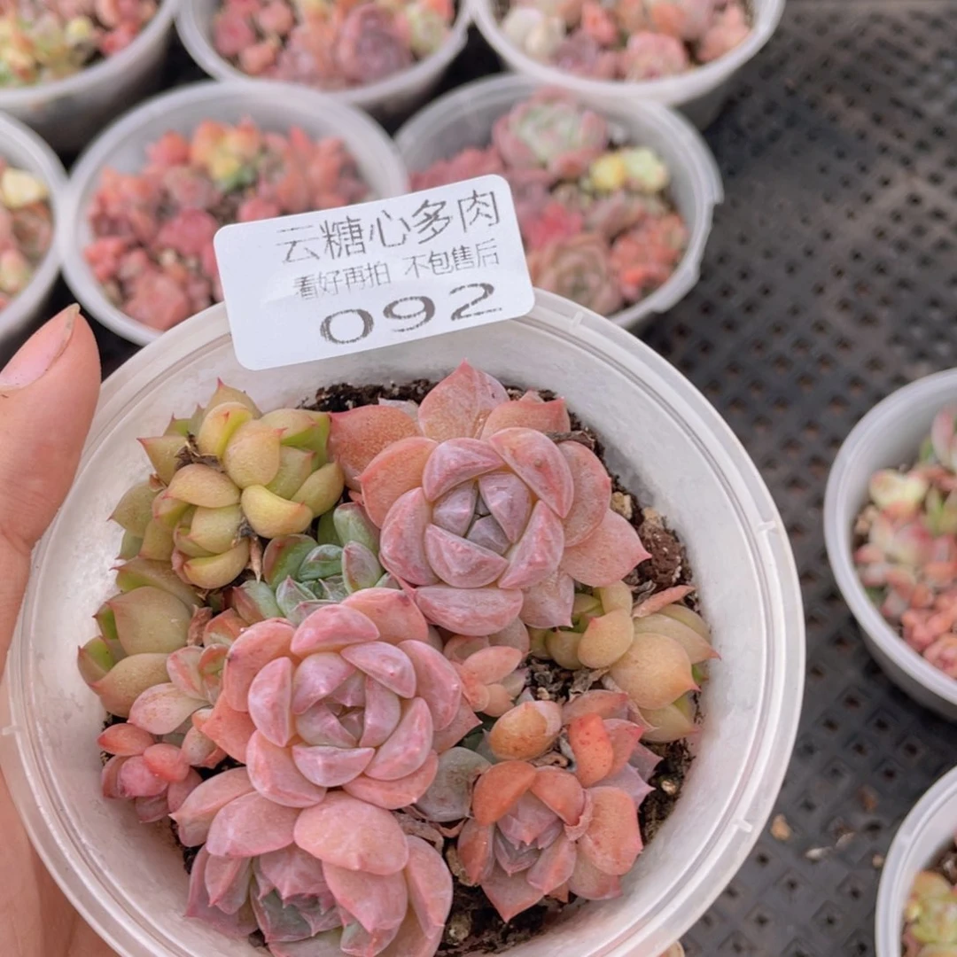 云糖心多肉植物92