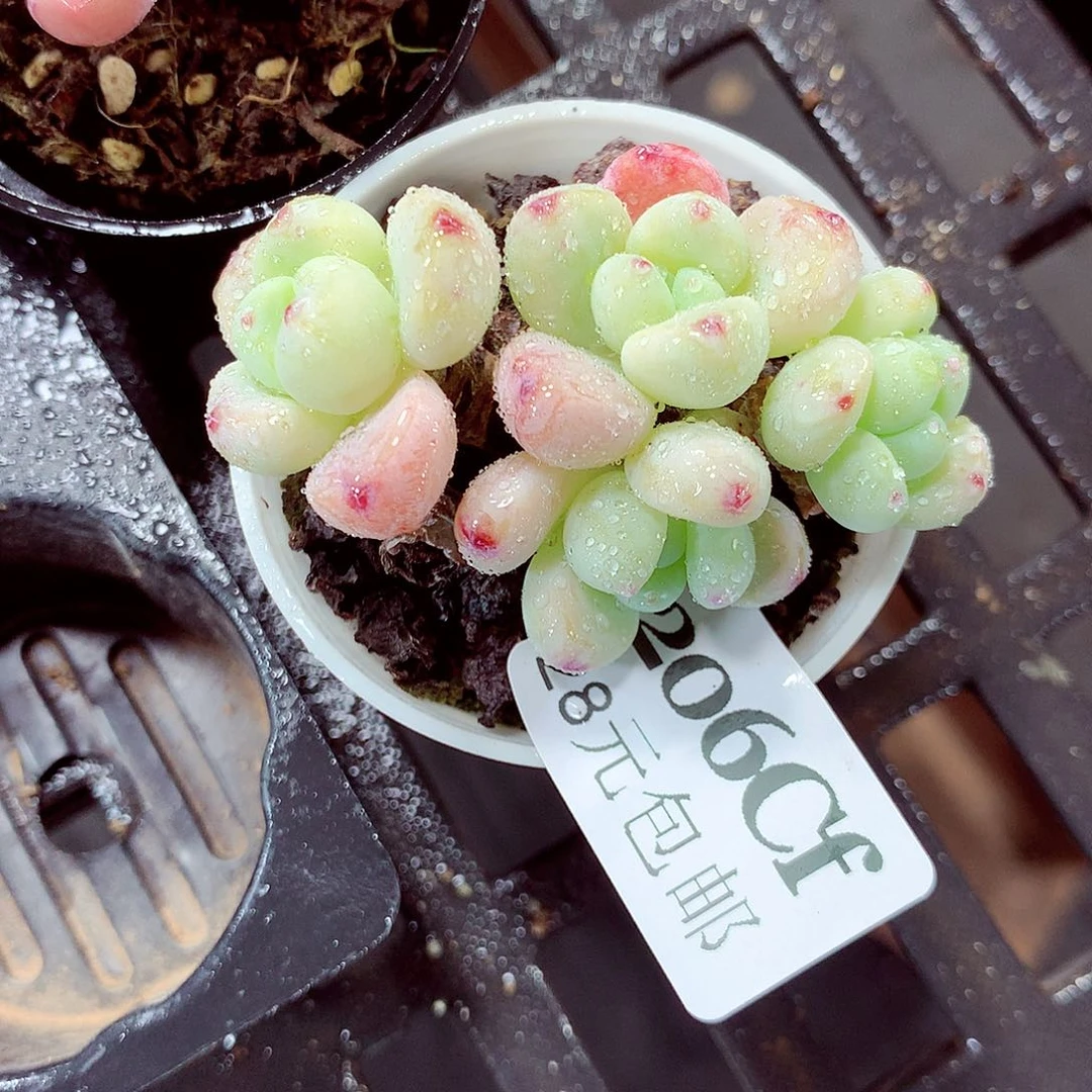 5厘米盆精控多肉206