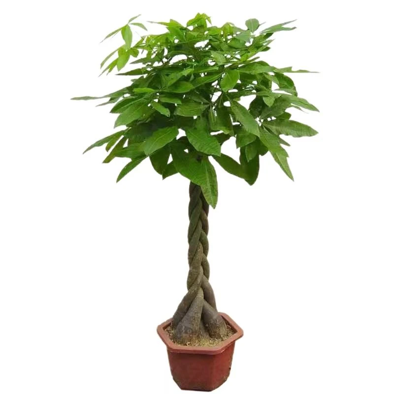 【五编发财树】客厅招财吸甲醛办公室内大型盆栽绿植四季常青