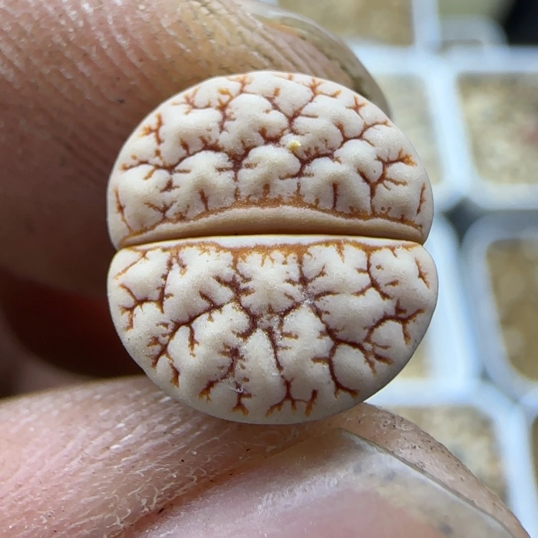 057 生石花大棚直播