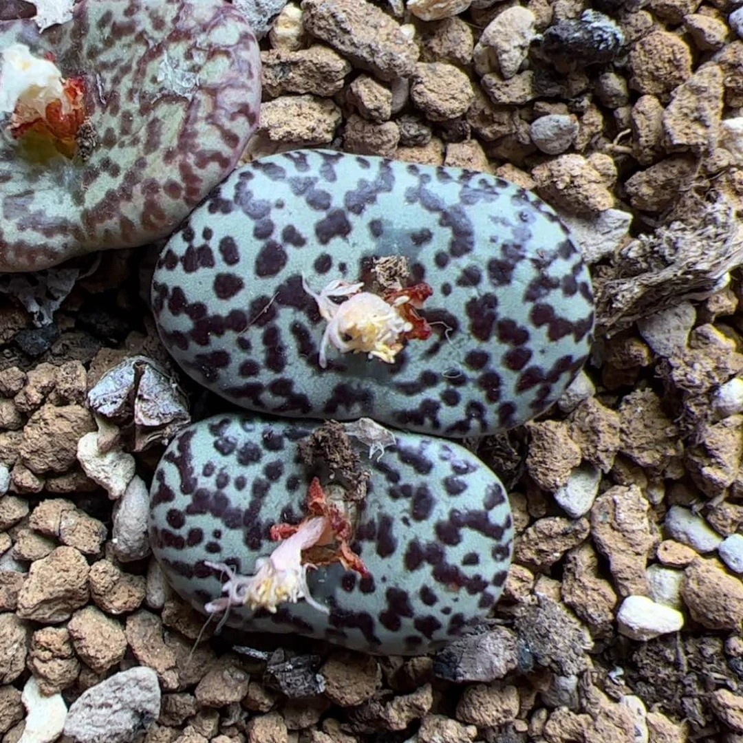 0183号安贞 多肉植物