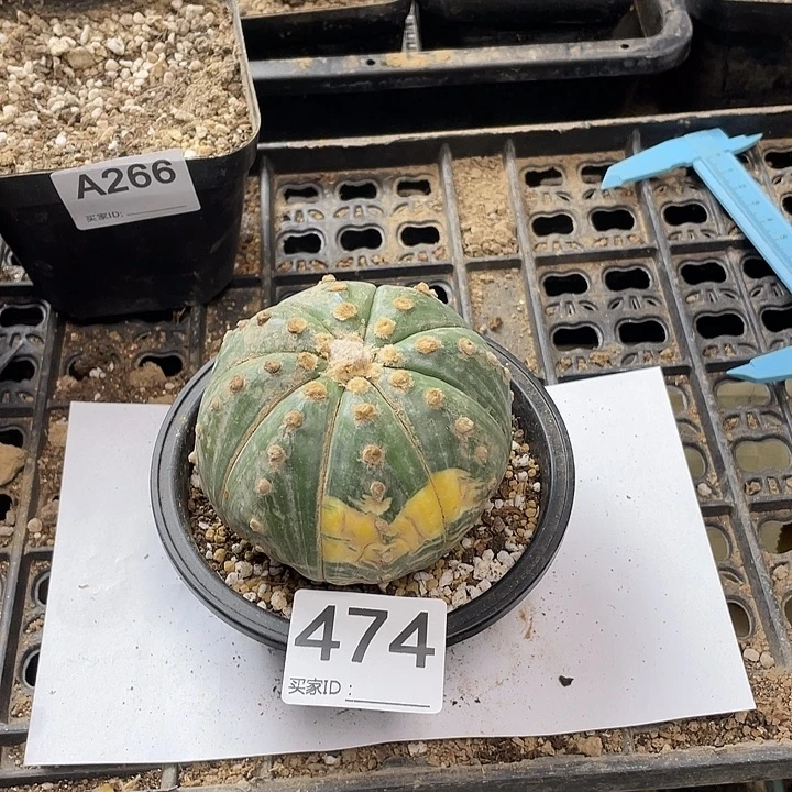 窦锦仙人球474号一