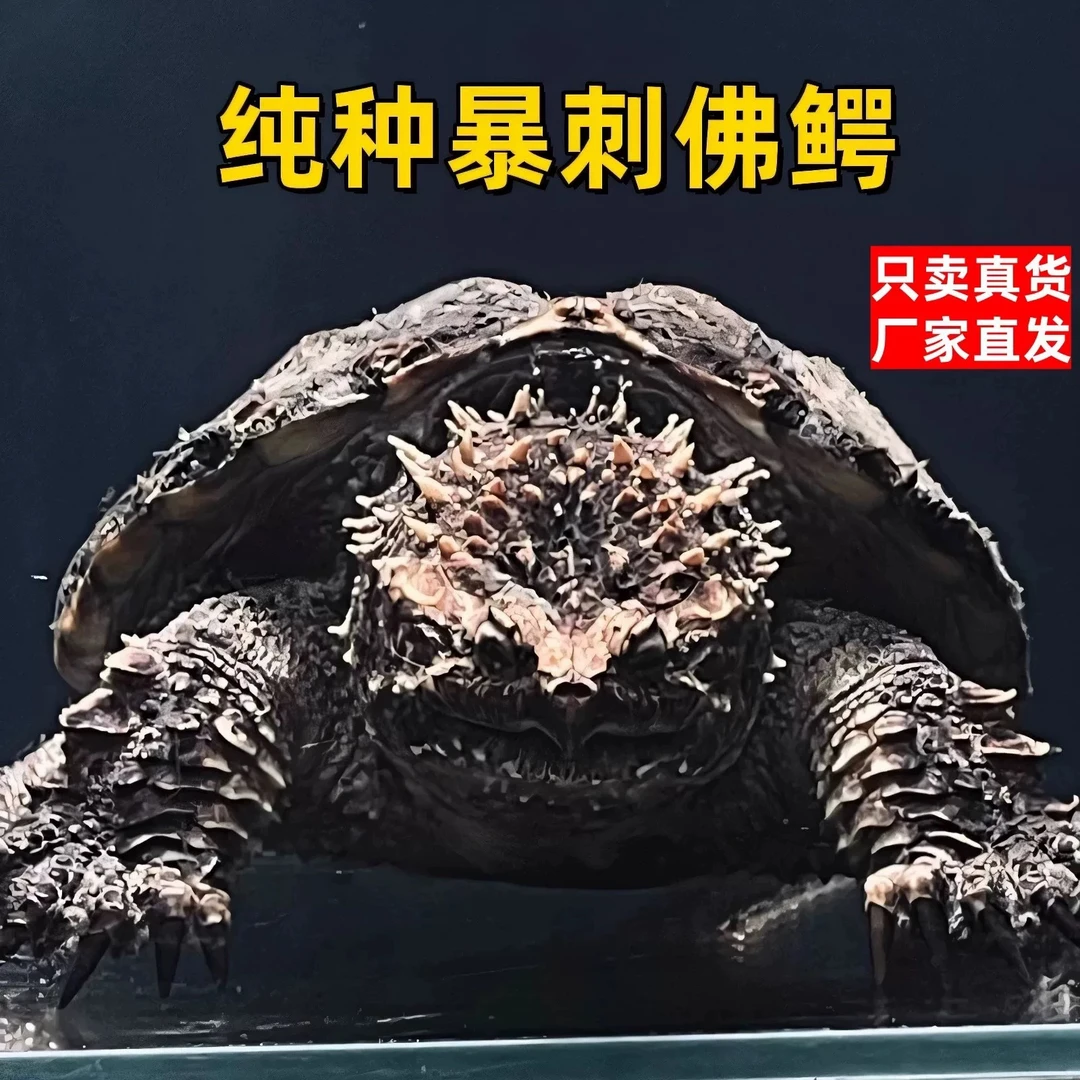 人工养殖纯佛鳄宠物龟（到货拍六面开箱视频）