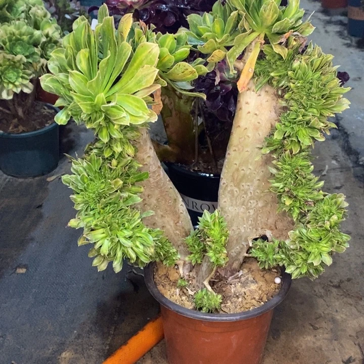 碧螺春缀多肉植物49