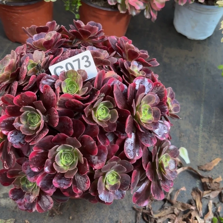 瑞妈多肉园艺073爱神，