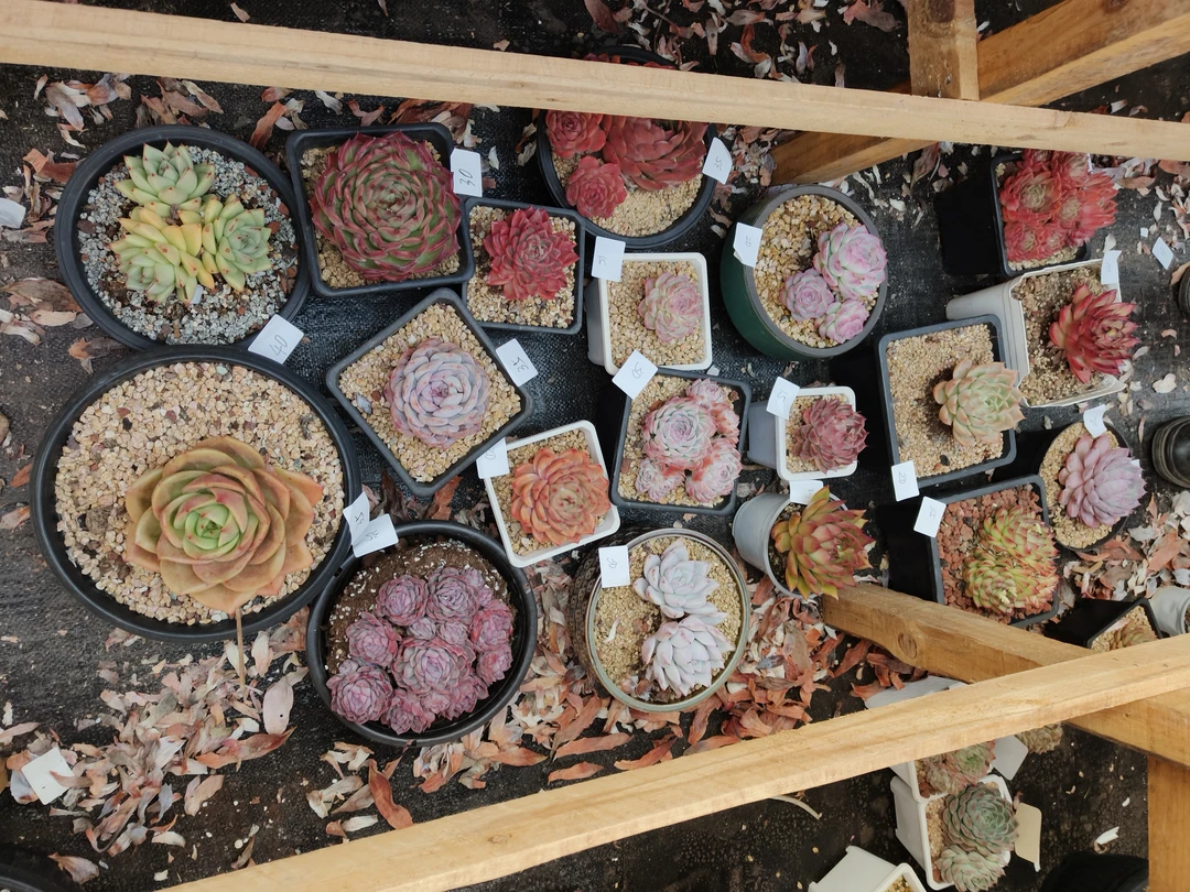 花掌柜精品杂交多肉一物一拍003十九盆