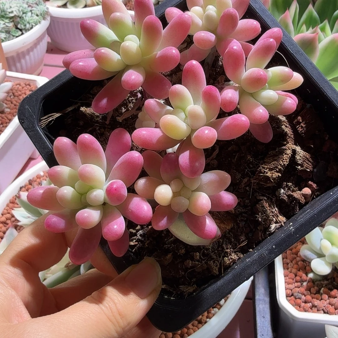 果冻乙女心锦，多肉植物。