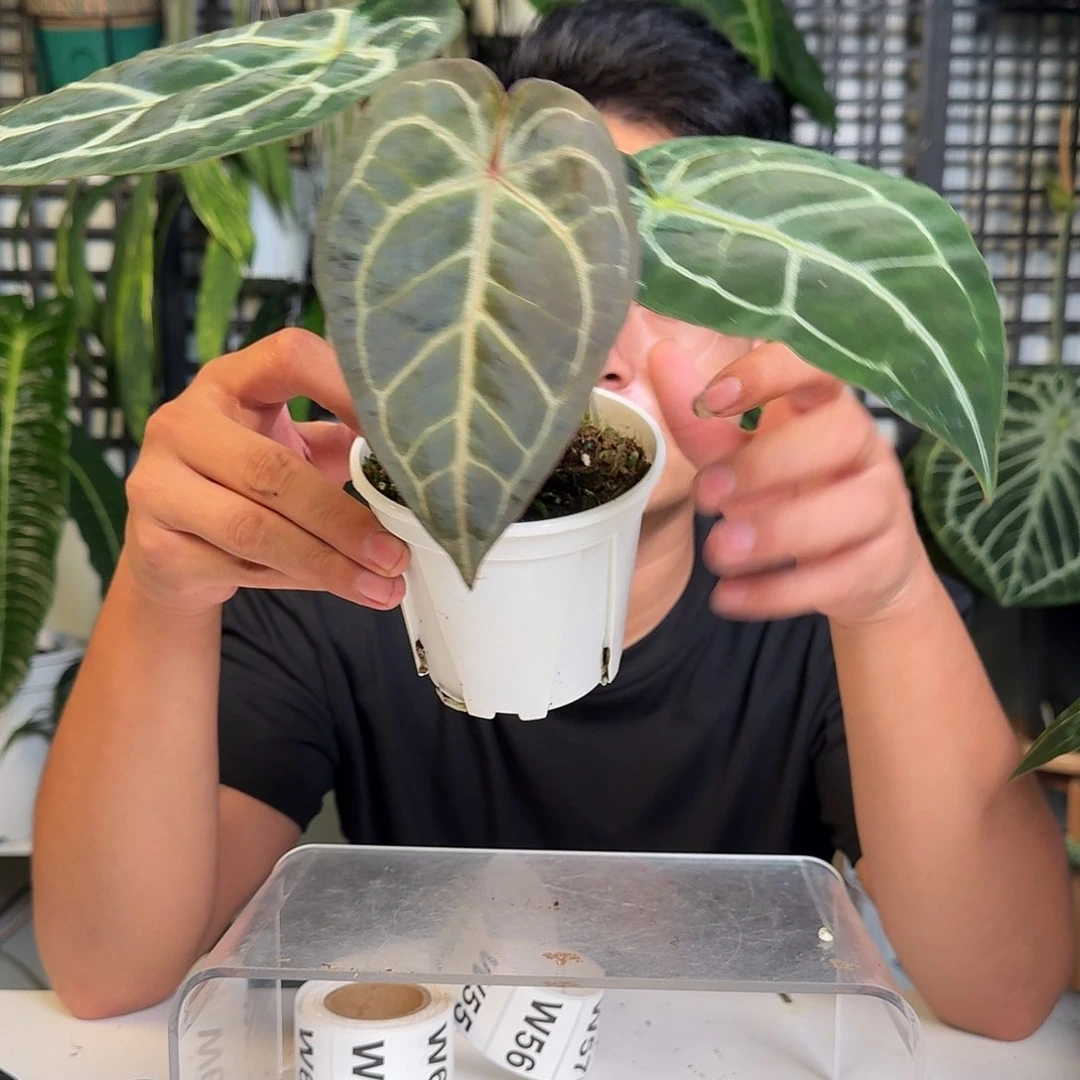 无花朵P*一物一拍W53