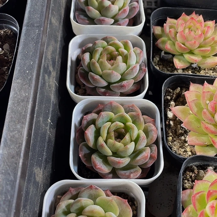 葡萄珍妮带盆土发