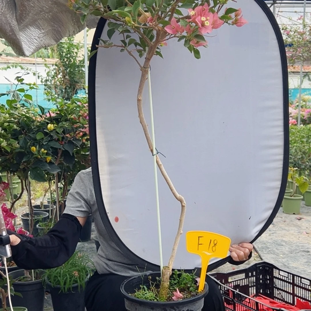 静***儿大部分花苞少量开放F18卡亚塔