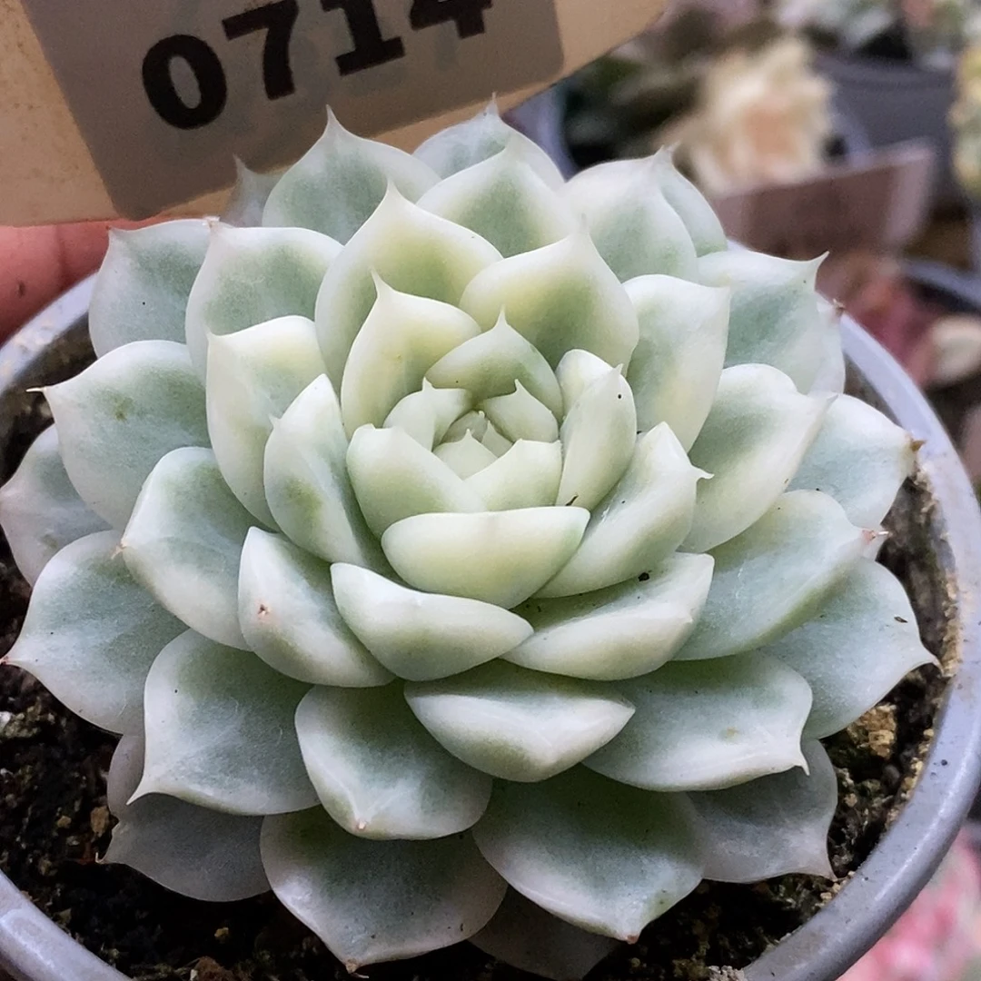 714麦秆哈哈哈哈哈哈哈