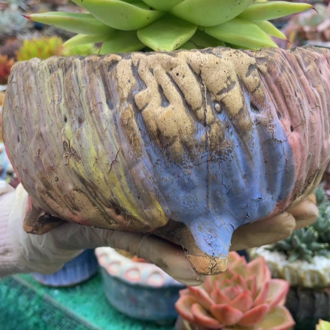 多肉植物盆栽多肉