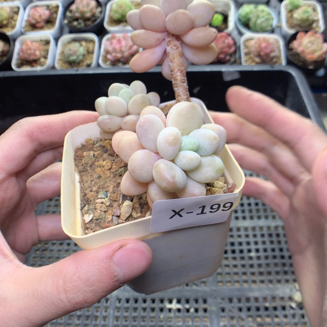 X199y y y y y y y y