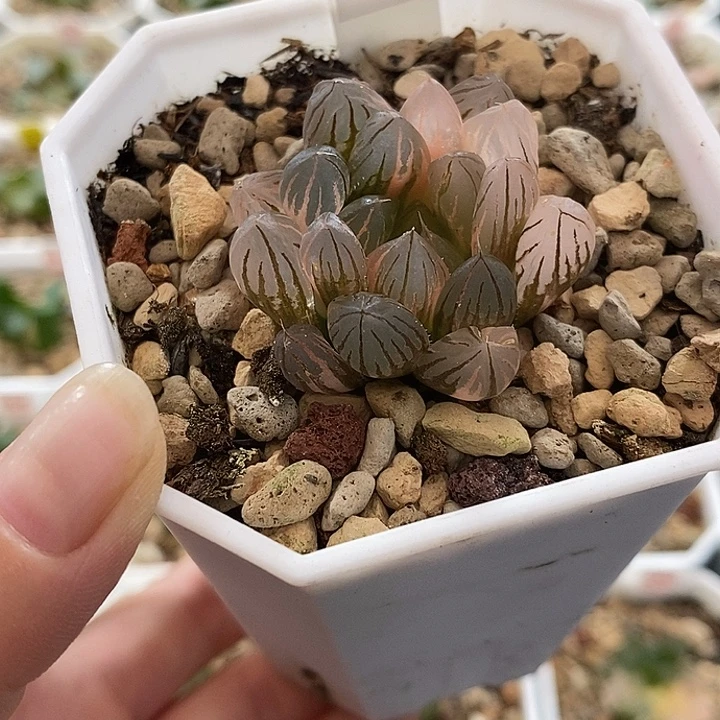 771霓虹灯玉露锦一物一拍