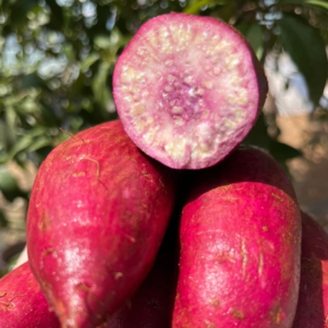 山礼农初【天目云妈 】 奶油紫薯  健康农产品  粉糯香甜   统果5斤