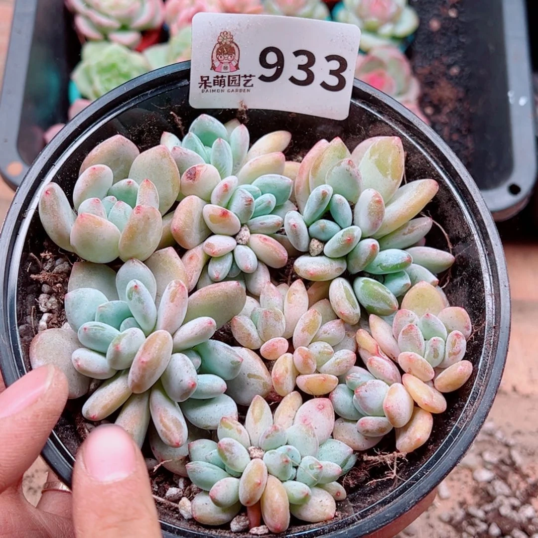 多肉植物多肉植物