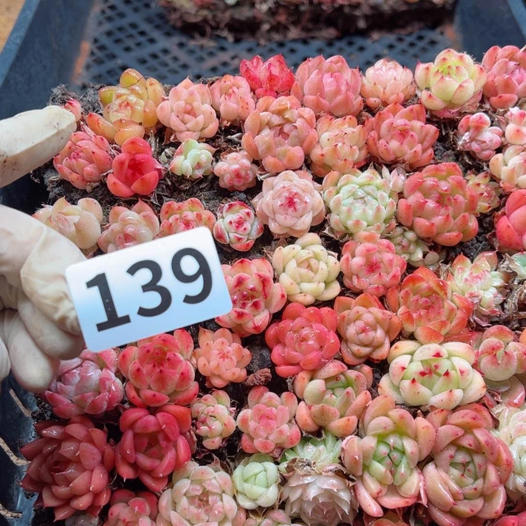 猎*多肉植物多肉植物