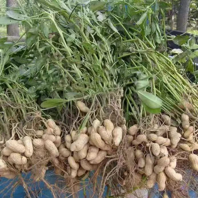 2025年新鲜粉皮花生带壳湿花生现挖可水煮生吃农家自种带泥鲜花生