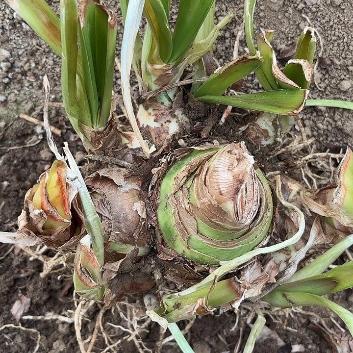 芬*杂交坨开花不售后8188