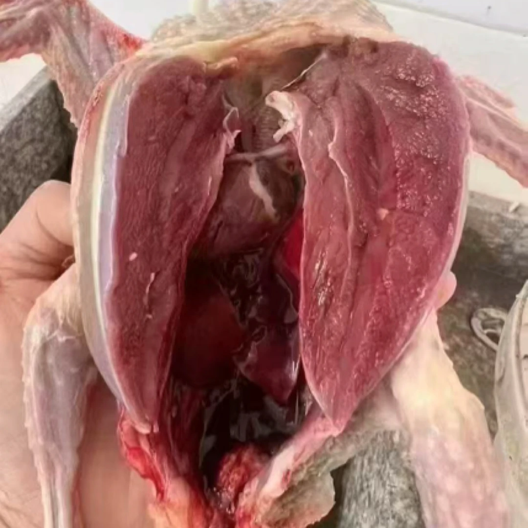 新鲜鸽子，2只60元