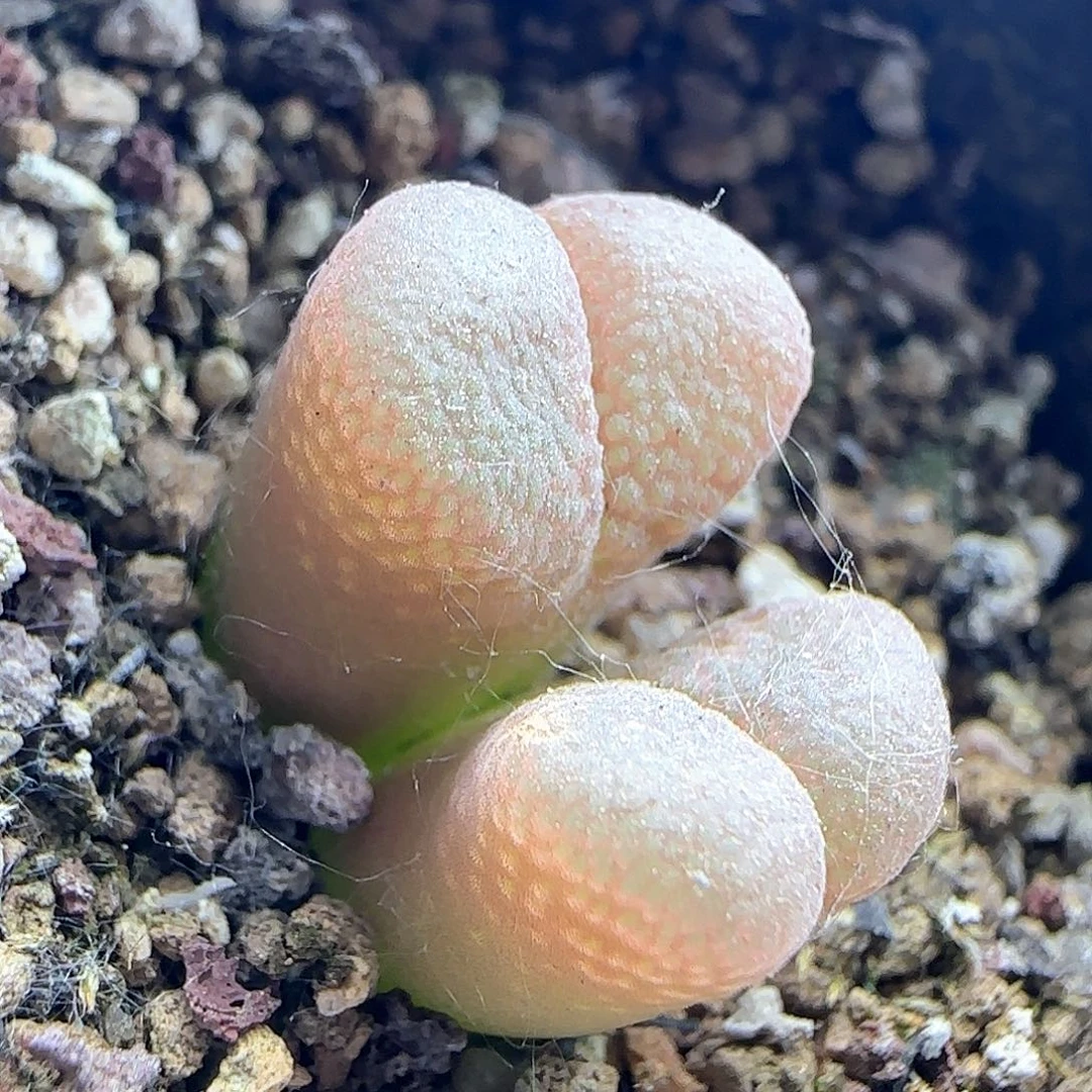 嘿嘿哈嘿嘿。   41042