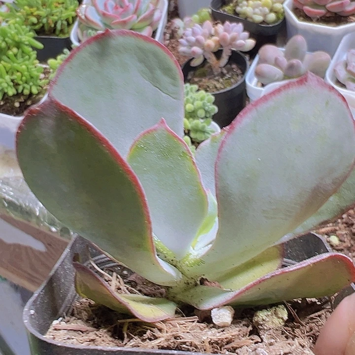白眉19包邮多肉植物