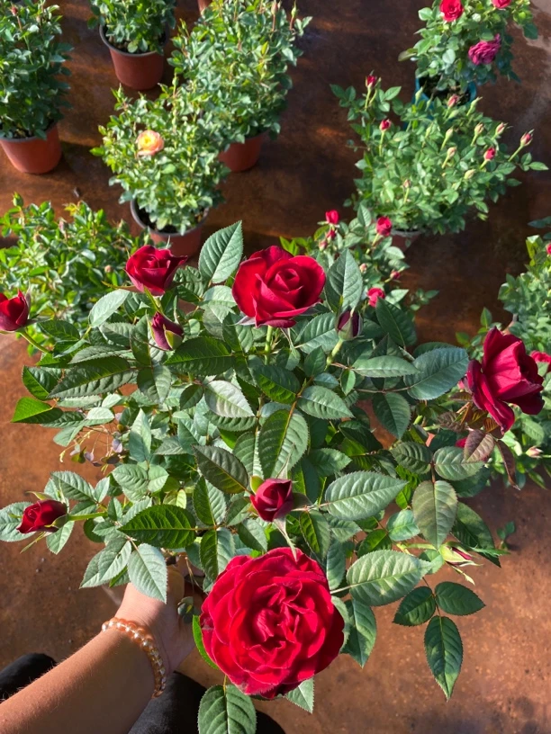 【中国红】多颗盆栽月季