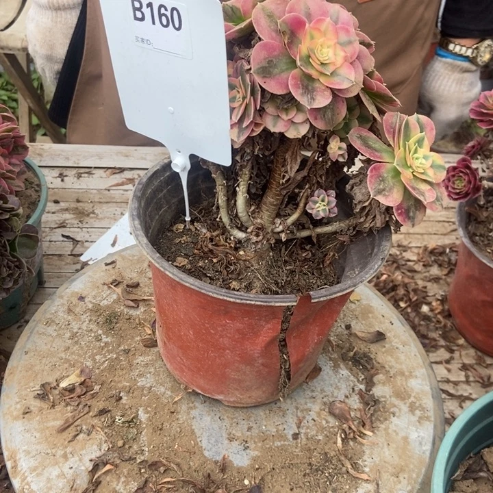 高***清B160荔枝荔枝荔枝