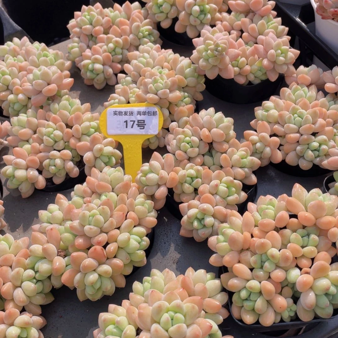 17号 奶酪蛋糕老桩大群生一个