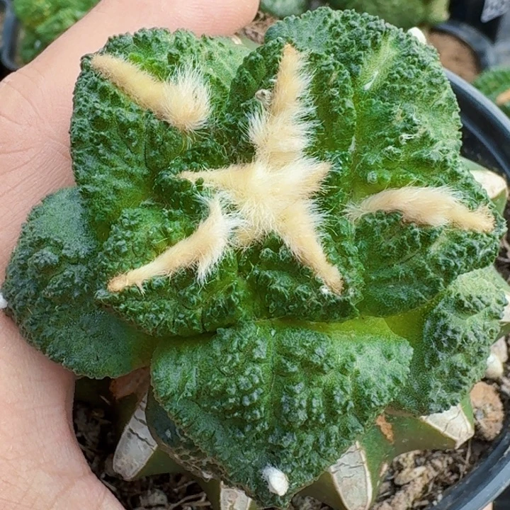 无花朵苗接龟甲382