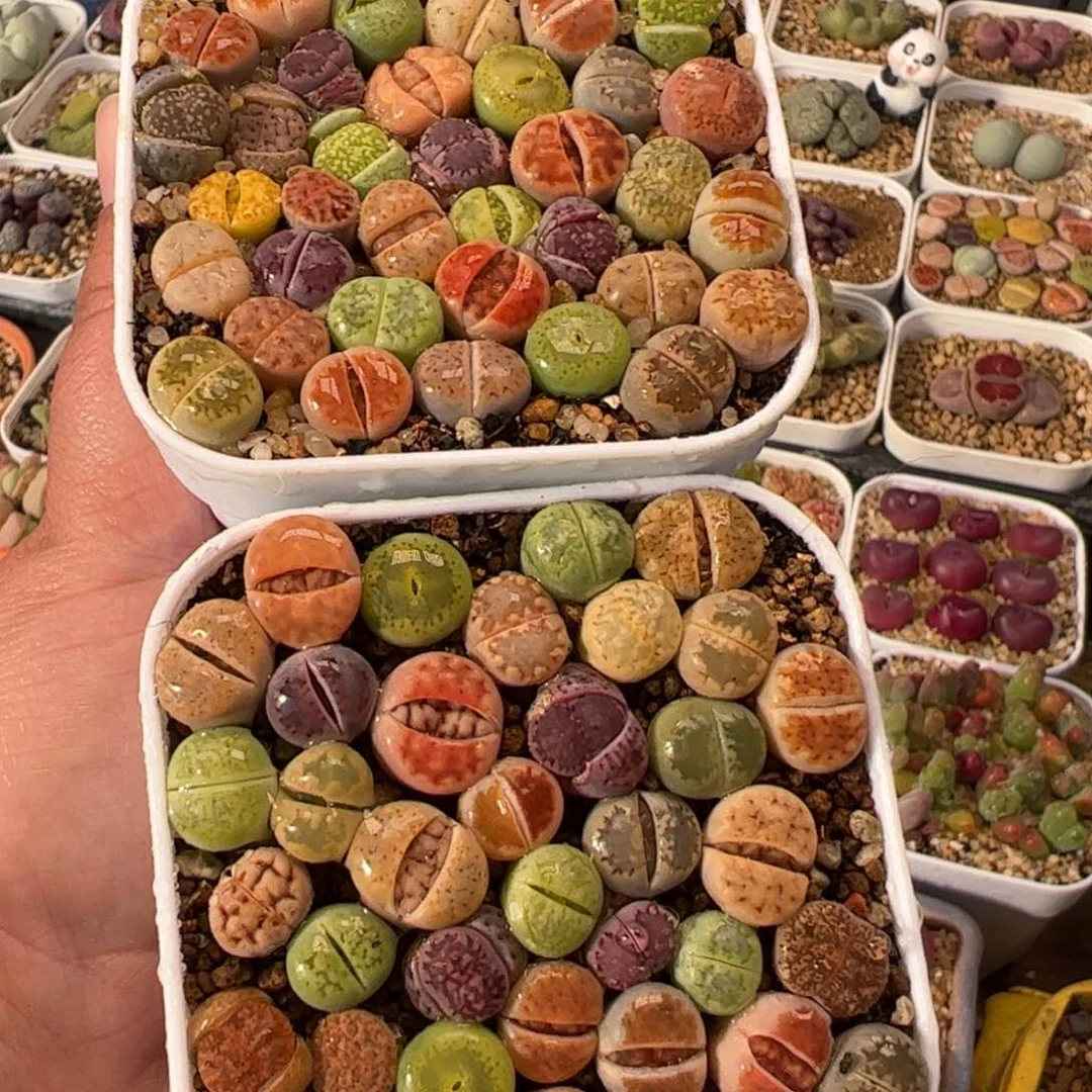 悟*?771多肉植物百科