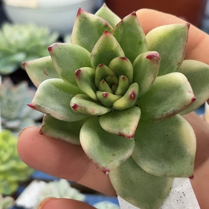 661高魂真锦炸多肉植物