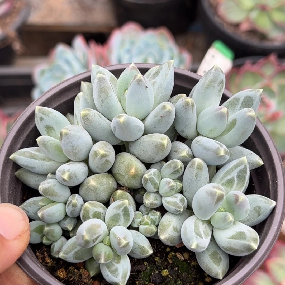 京美人惊鸿一物一拍包装收缩花旱