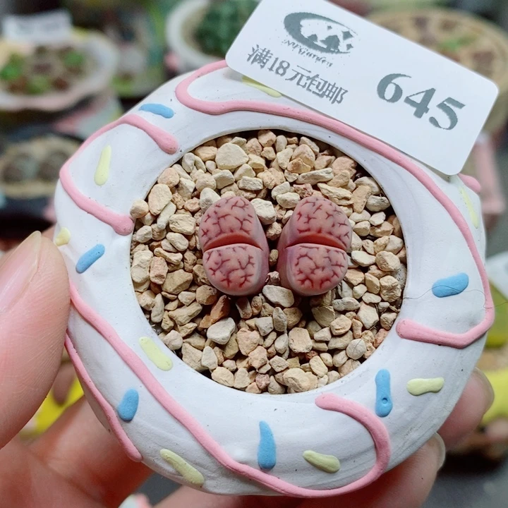 生石花花花花花花花645