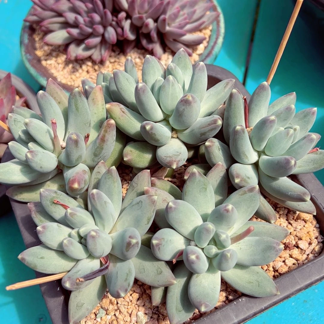 星空美人小群发货的