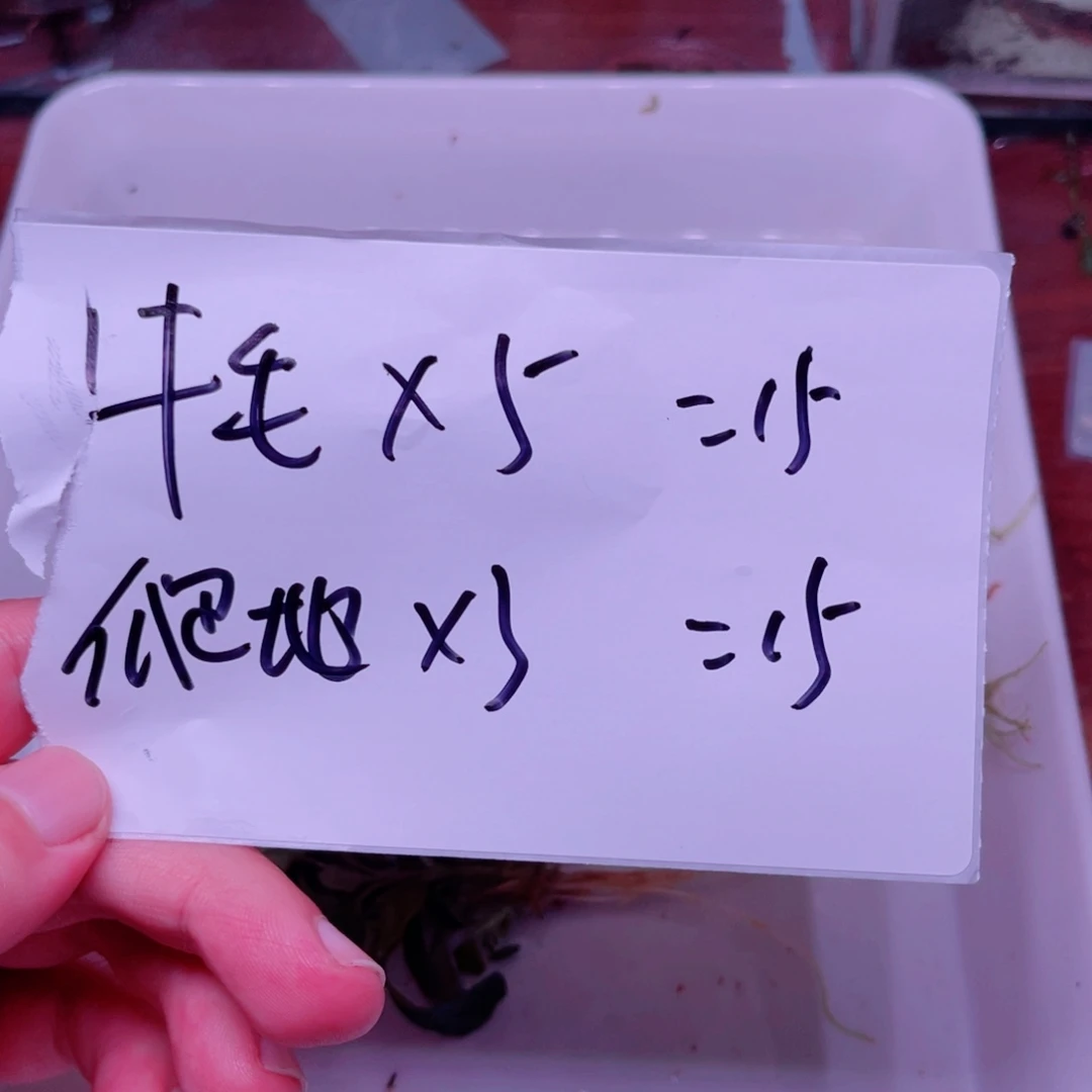 蟹***鲜前景草无菌杯一份