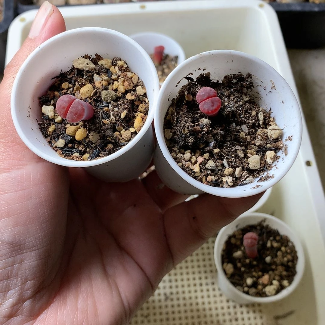 年***来A237多肉植物保护