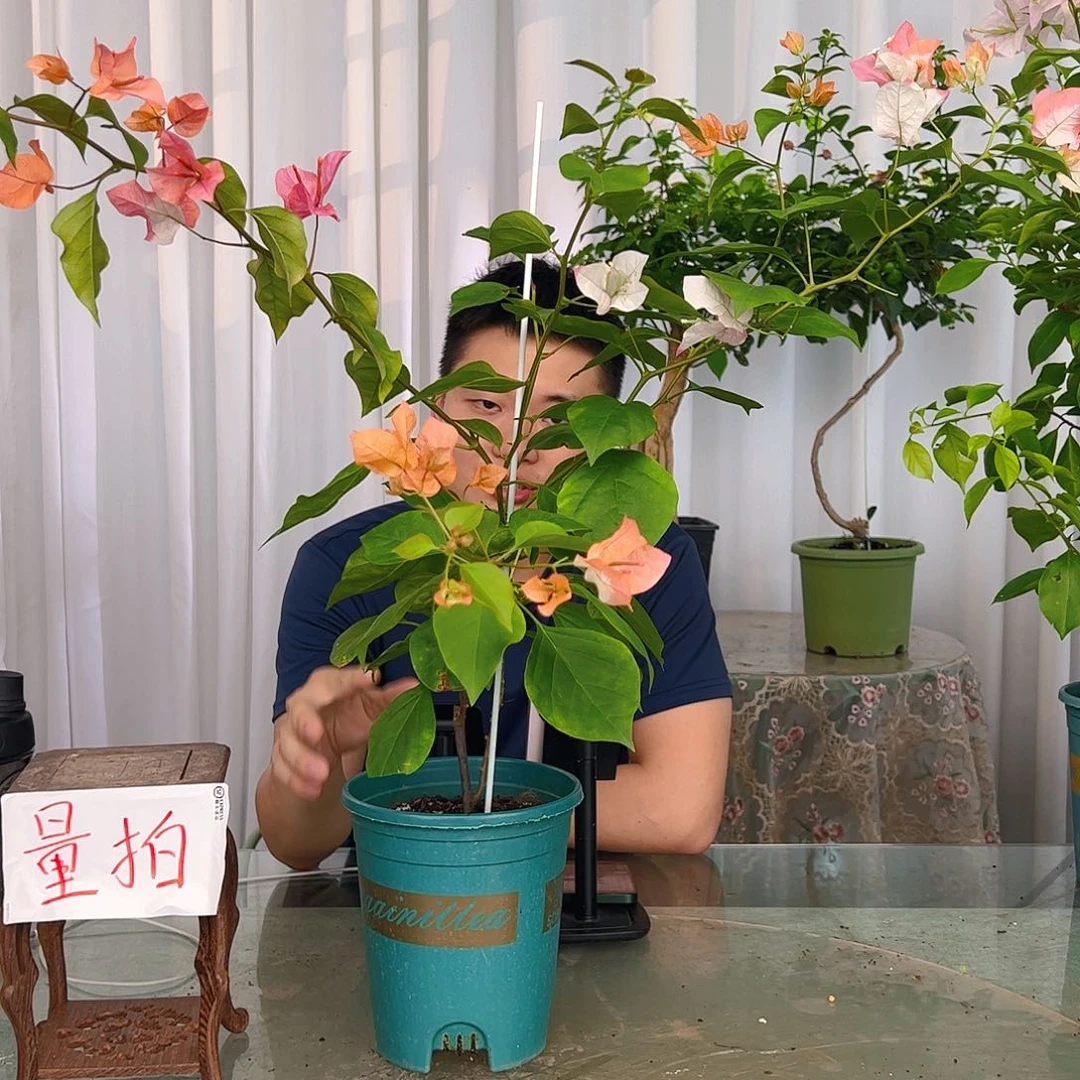 当前无花栽培后可以开花橙口红一颗
