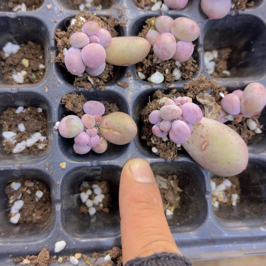 双头Mike一颗量拍