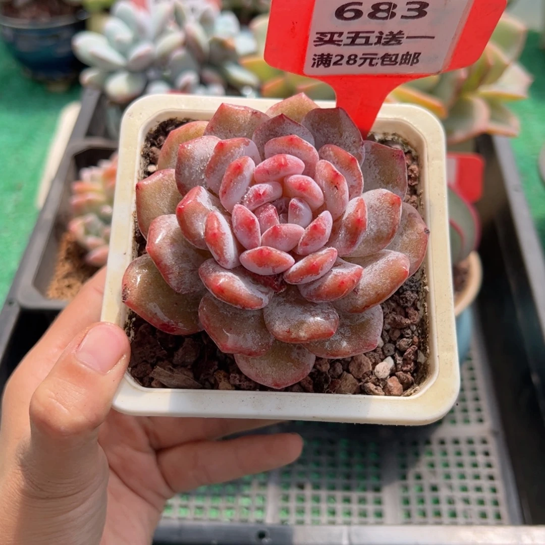 表妹精品多肉植物683.