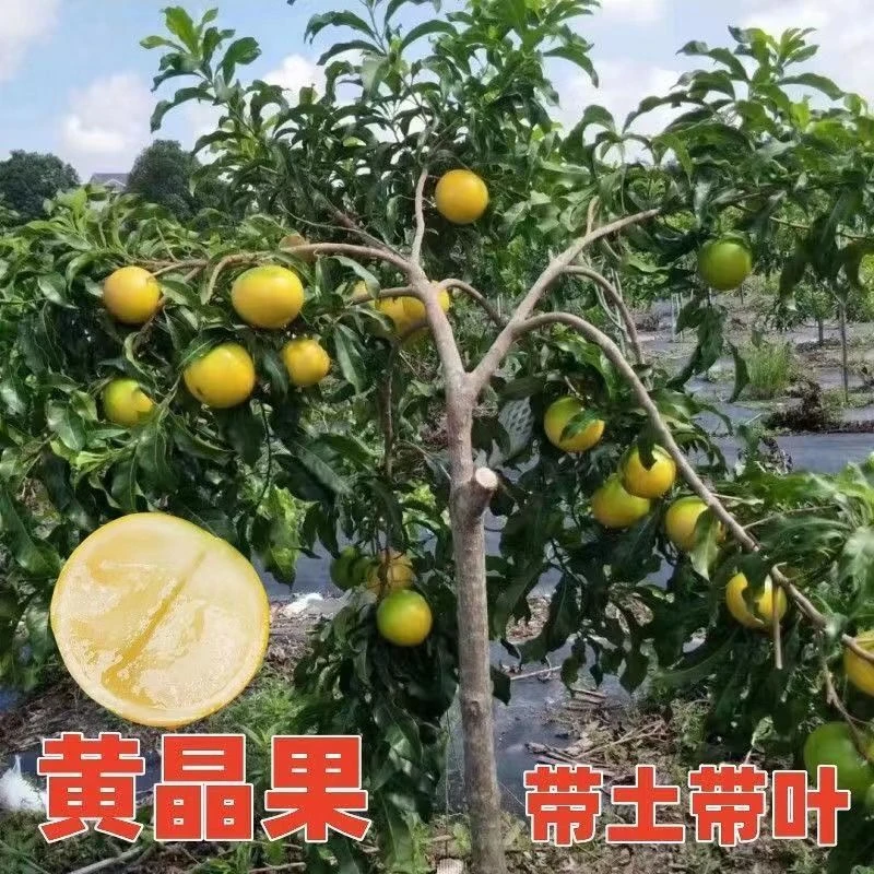 冬蜜黄晶果水果树苗大金沙四季奶香黄宝石黄晶果水果树苗