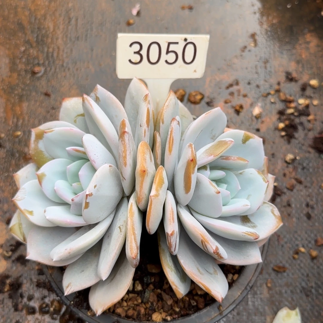 3050。      奶茶双头