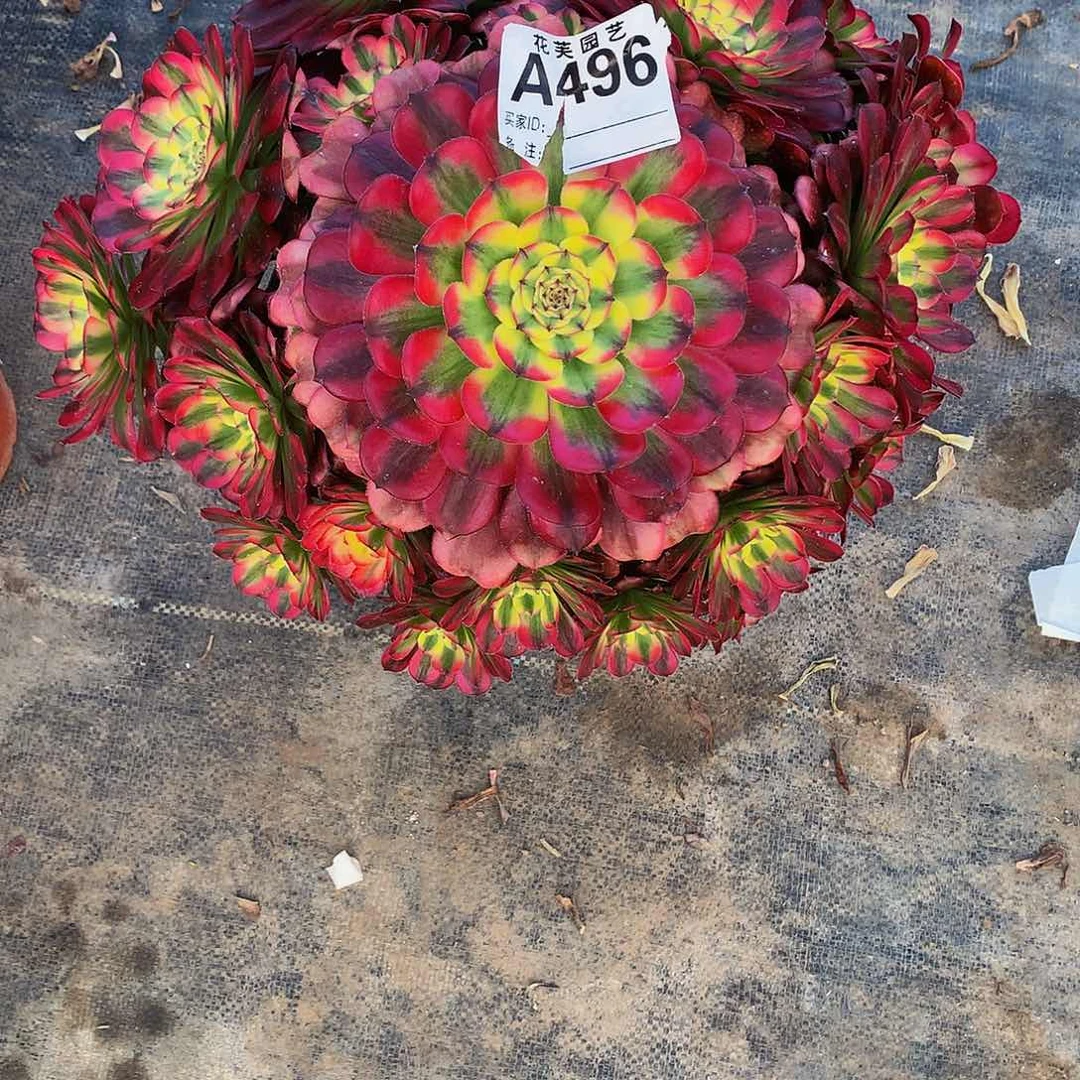 496多肉法师美亚