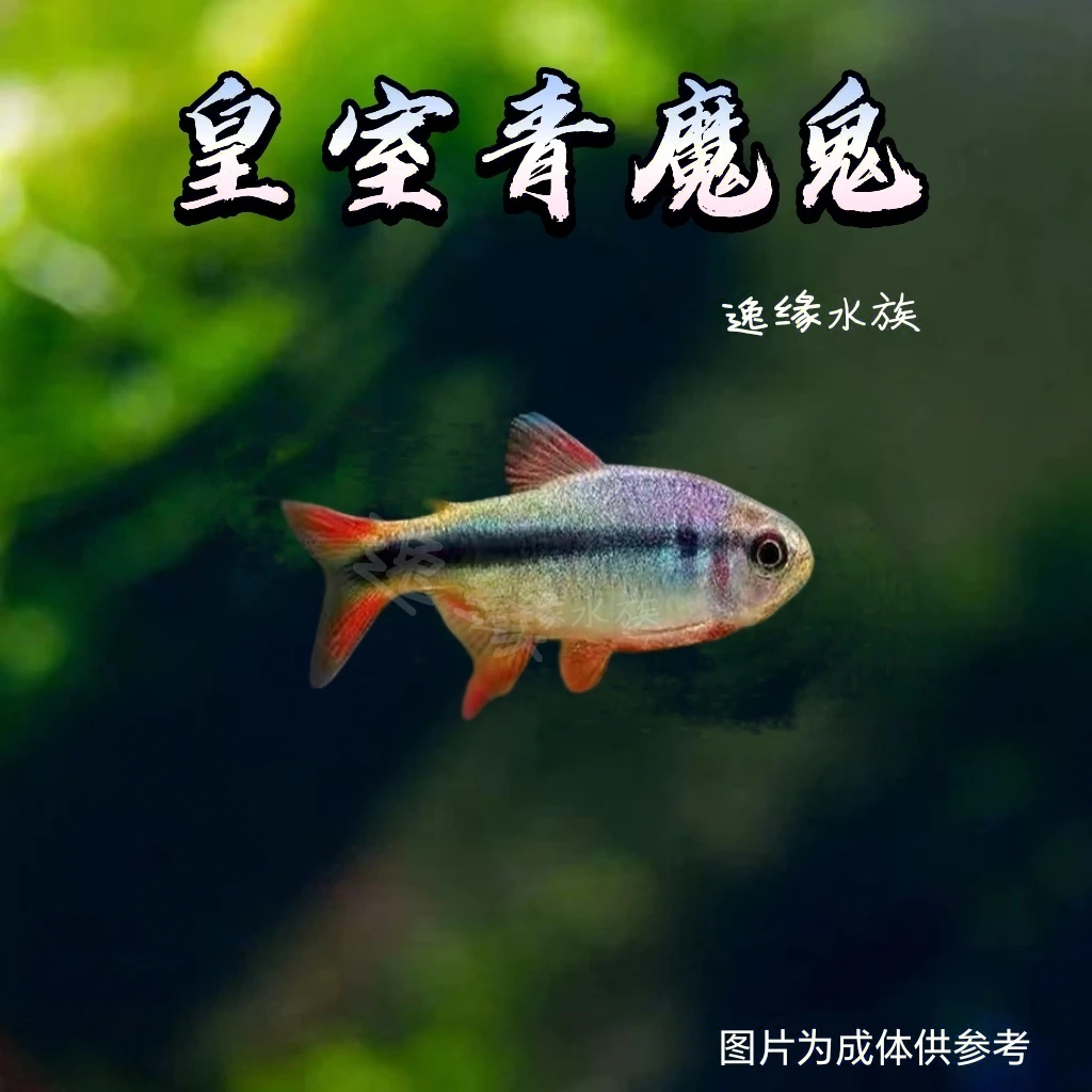 逸缘 皇室青魔鬼灯鱼热带小型观赏鱼南美草缸群游淡水活体