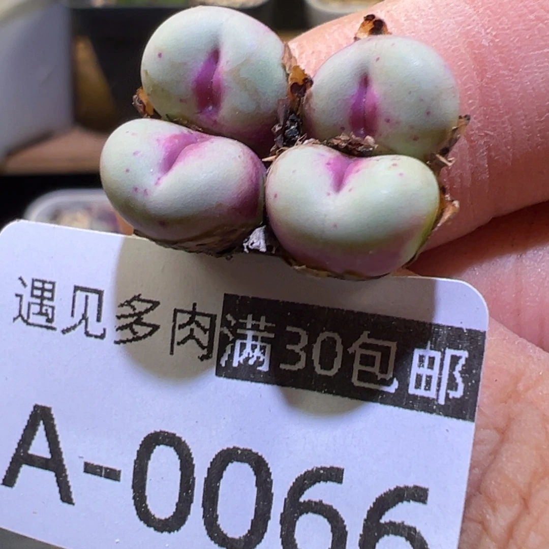 多肉植物111111111111