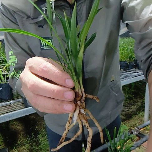 笑***尘完全开放春兰翠盖荷