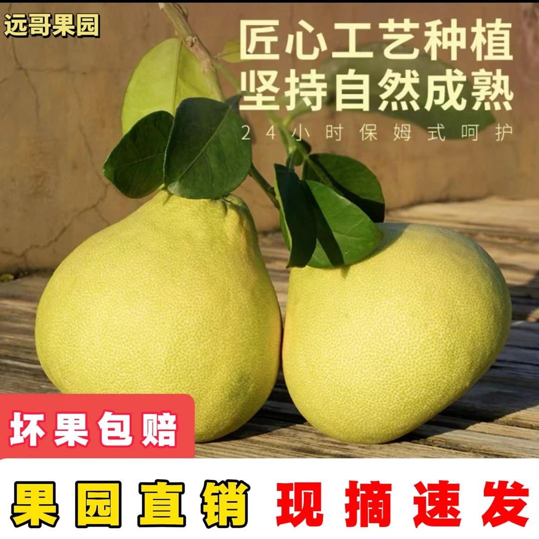 30斤-红色礼袋-送礼装 度尾红心文旦柚《皮厚的柚子》